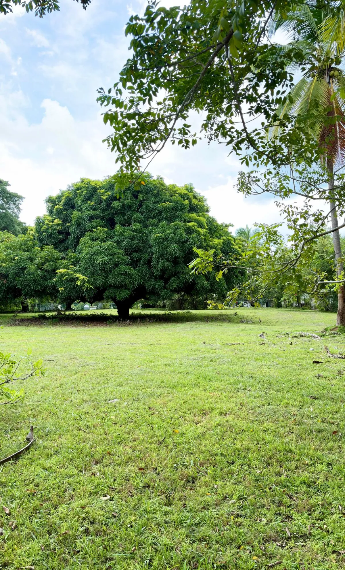 Land for sale in Gorgona