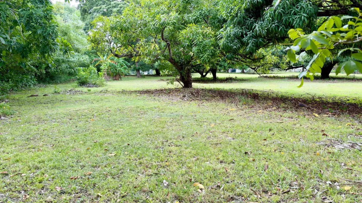 Land for sale in Gorgona