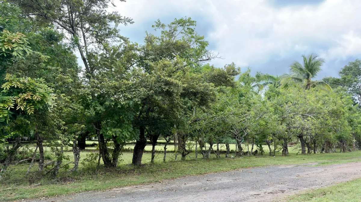 Land for sale in Gorgona