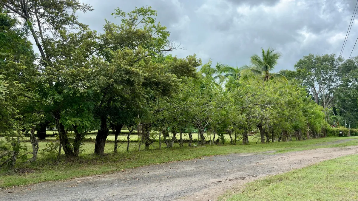 Land for sale in Gorgona