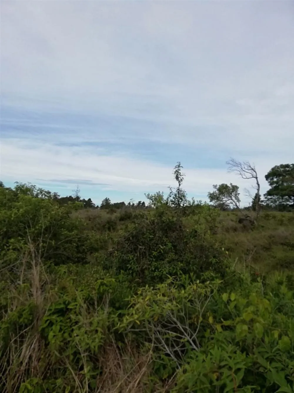 Amplios 5 Hectáreas en Venta en Alto Boquete