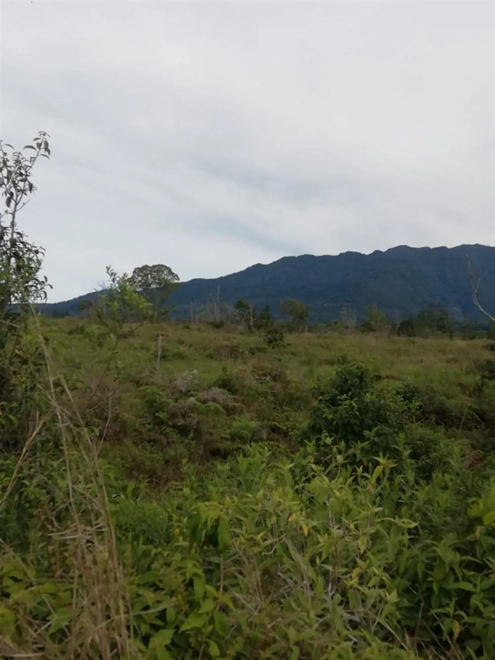 Amplios 5 Hectáreas en Venta en Alto Boquete