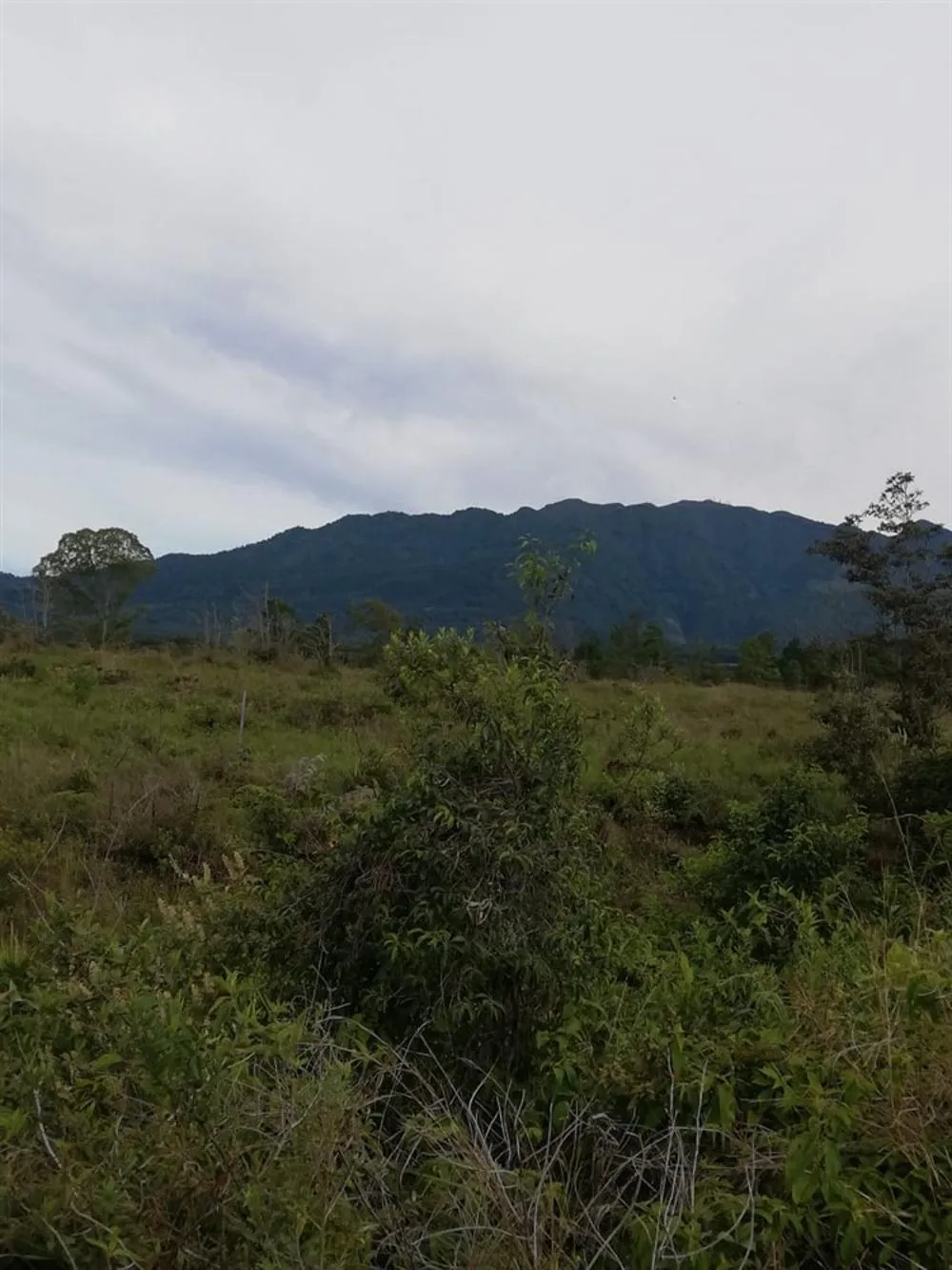Amplios 5 Hectáreas en Venta en Alto Boquete