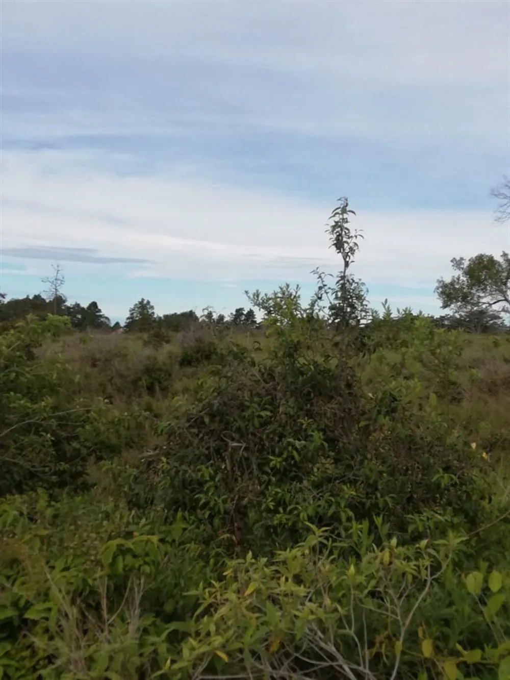 Amplios 5 Hectáreas en Venta en Alto Boquete