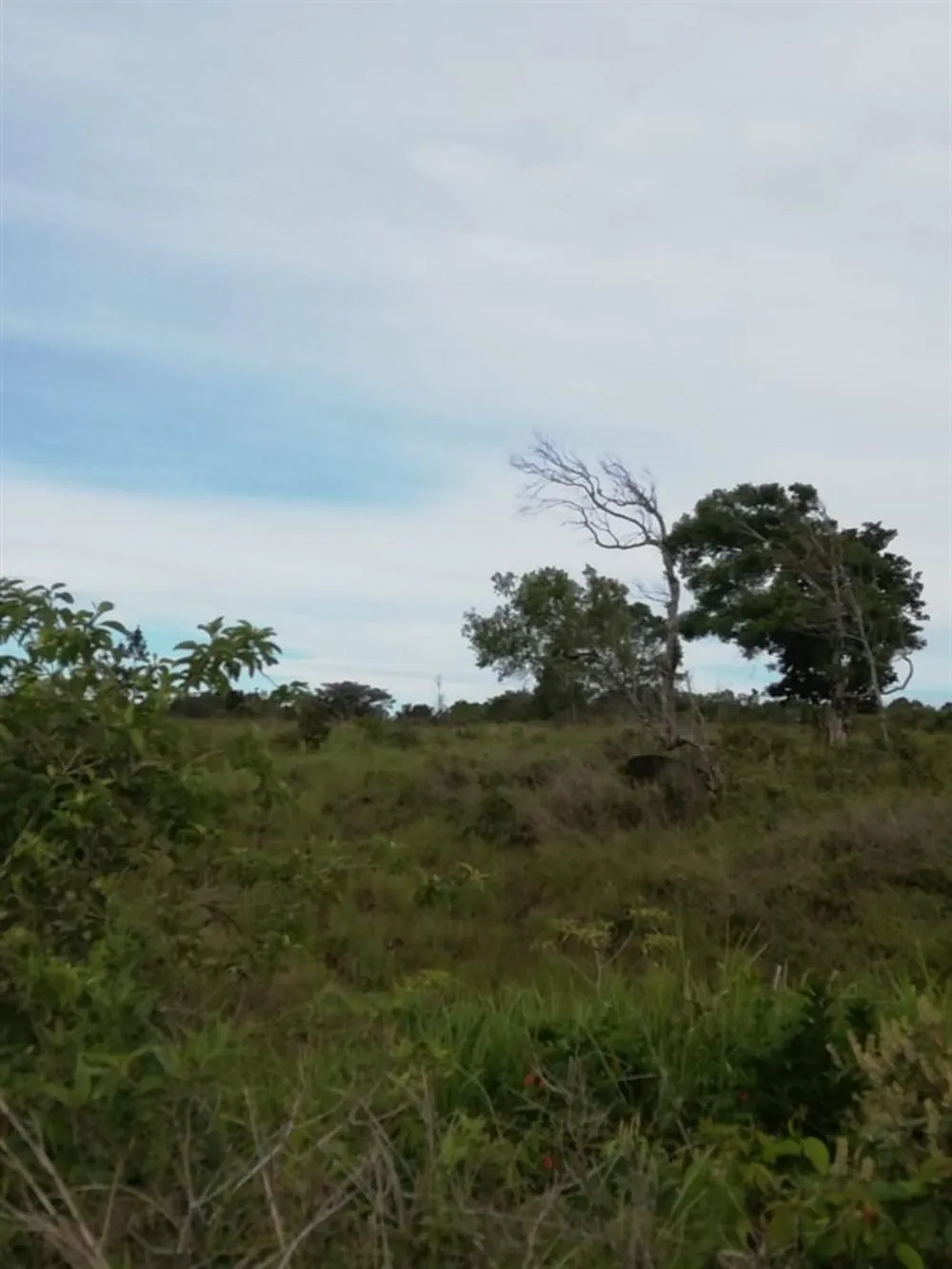 Amplios 5 Hectáreas en Venta en Alto Boquete