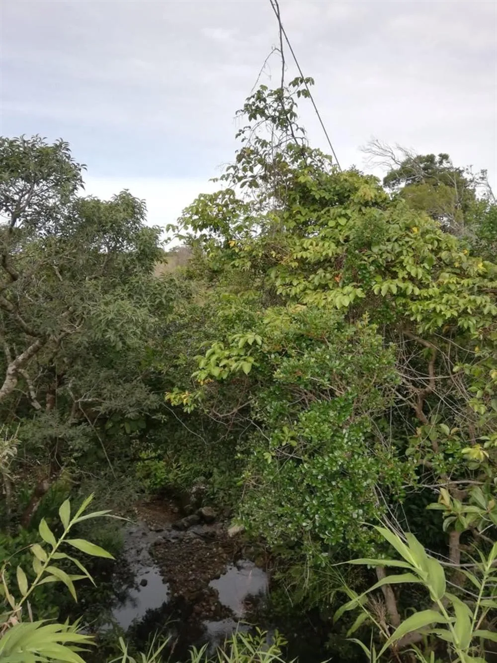 Amplios 5 Hectáreas en Venta en Alto Boquete