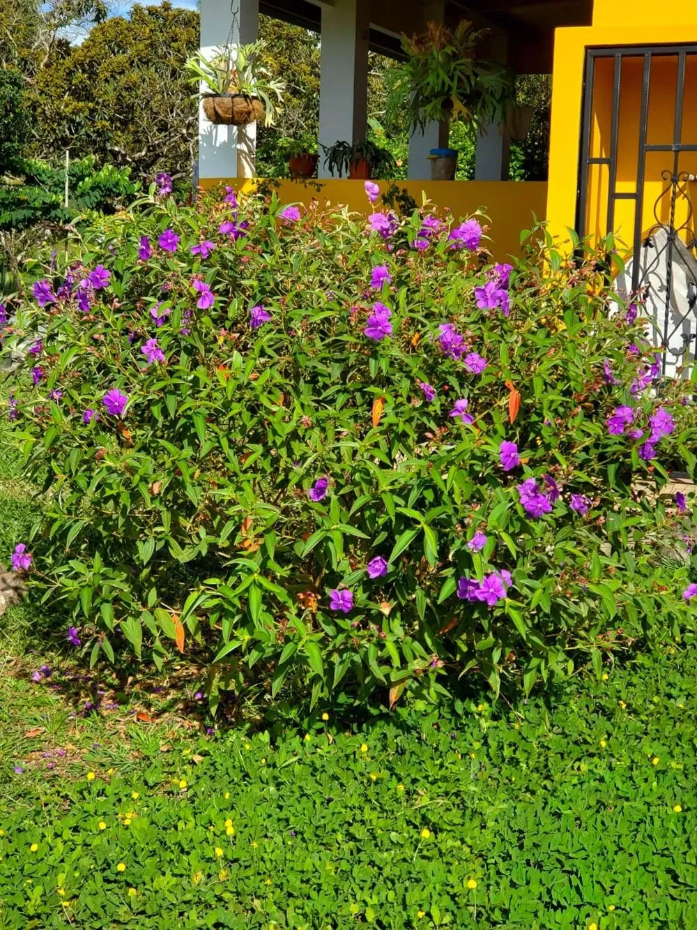Furnished Home for Sale in Dolega with Gardens