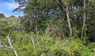 4,330 m² Lot for Sale in Palmira, Boquete