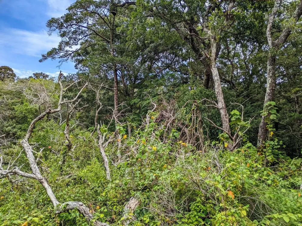 4,330 m² Lot for Sale in Palmira, Boquete