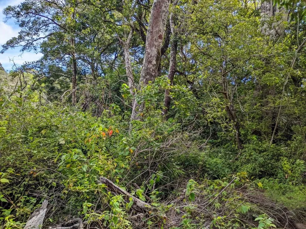 4,330 m² Lot for Sale in Palmira, Boquete