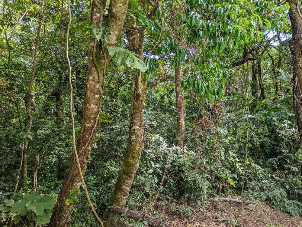 4,330 m² Lot for Sale in Palmira, Boquete