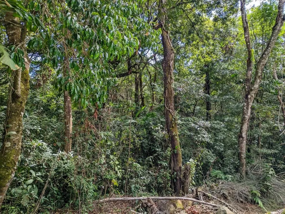 4,330 m² Lot for Sale in Palmira, Boquete
