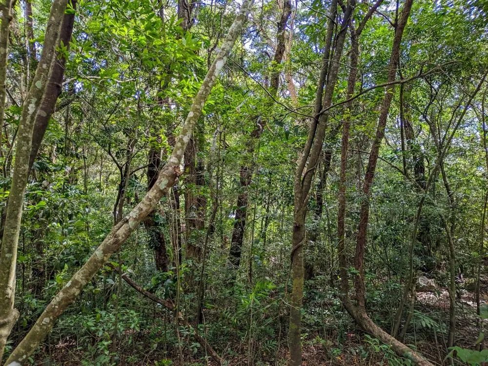 4,330 m² Lot for Sale in Palmira, Boquete