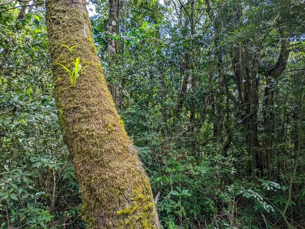 4,330 m² Lot for Sale in Palmira, Boquete