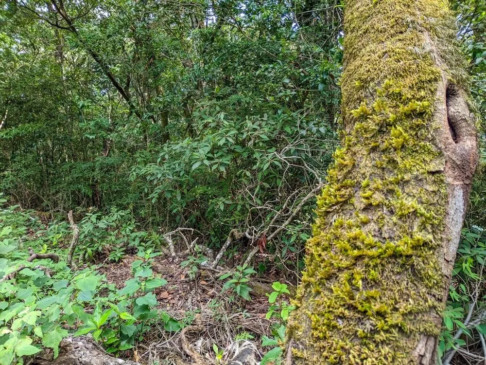 4,330 m² Lot for Sale in Palmira, Boquete