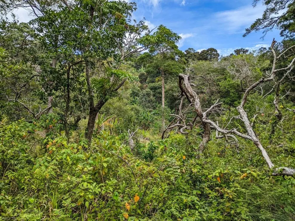 4,330 m² Lot for Sale in Palmira, Boquete