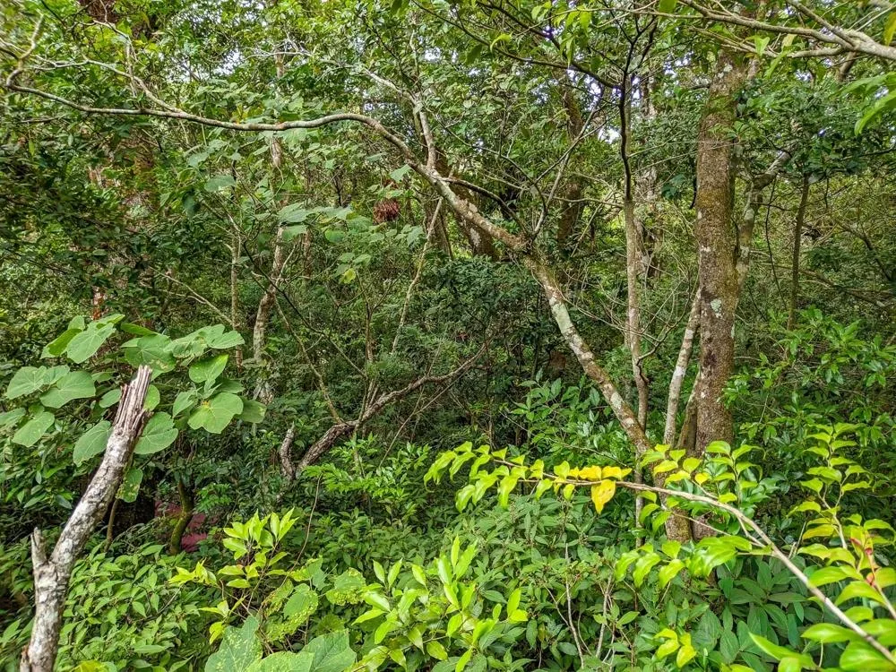 4,330 m² Lot for Sale in Palmira, Boquete