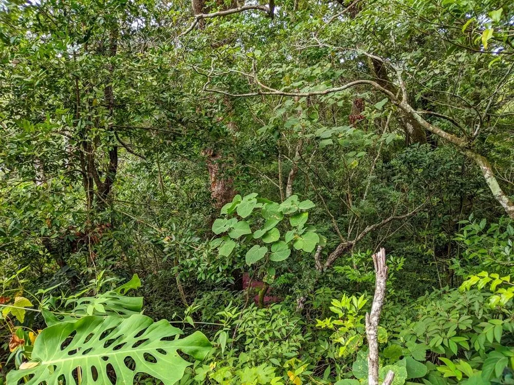 4,330 m² Lot for Sale in Palmira, Boquete