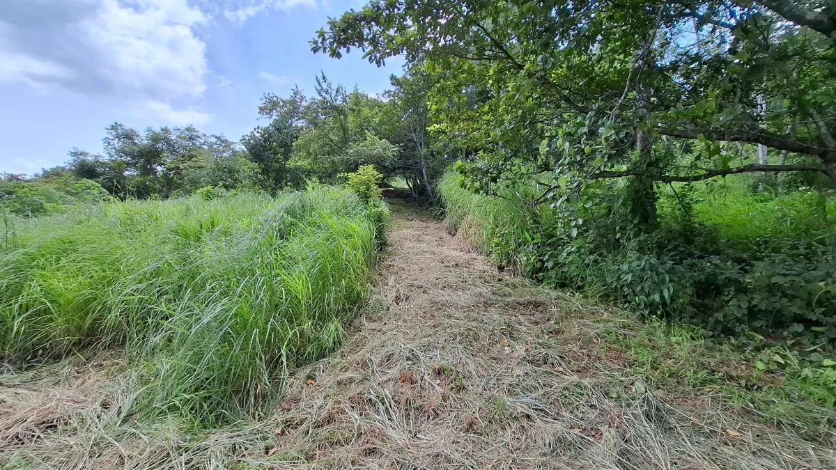 CHAME/BEJUCO LAND FOR SALE
