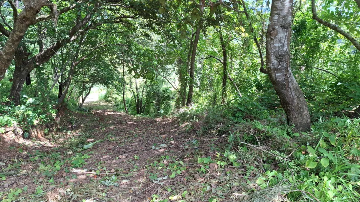 CHAME/BEJUCO LAND FOR SALE