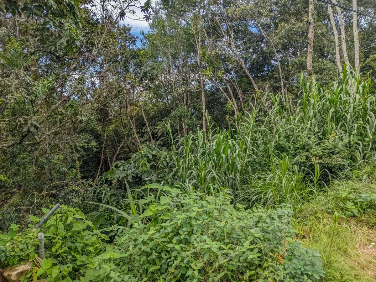 Mountain View Lot for Sale in Volcancito, Boquete