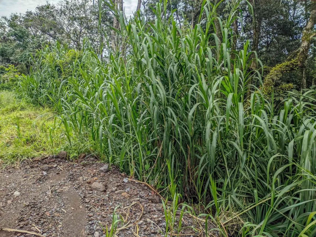 Mountain View Lot for Sale in Volcancito, Boquete