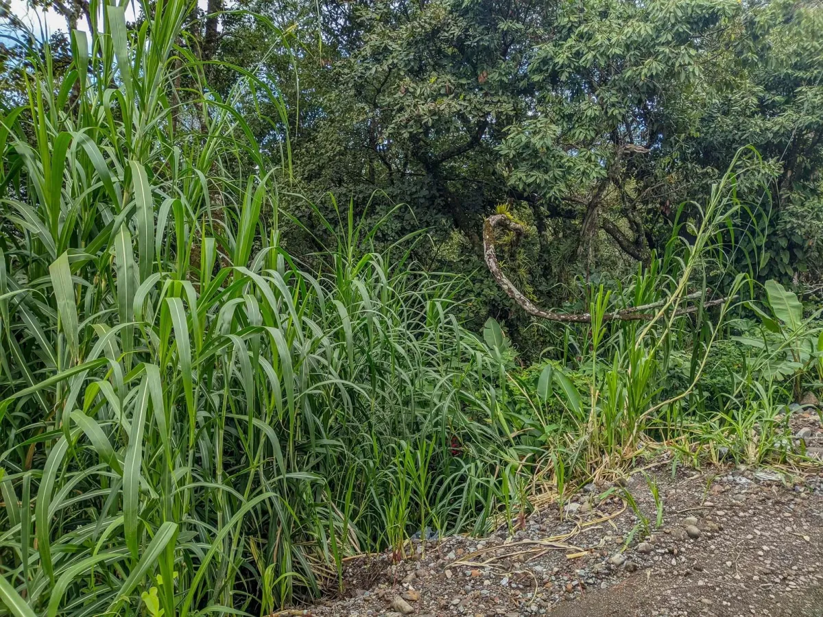 Mountain View Lot for Sale in Volcancito, Boquete