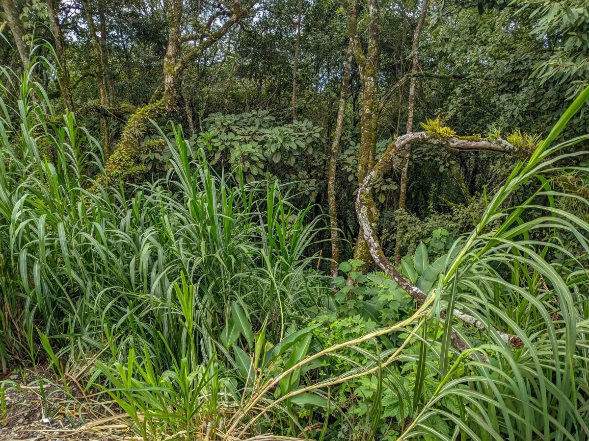 Mountain View Lot for Sale in Volcancito, Boquete