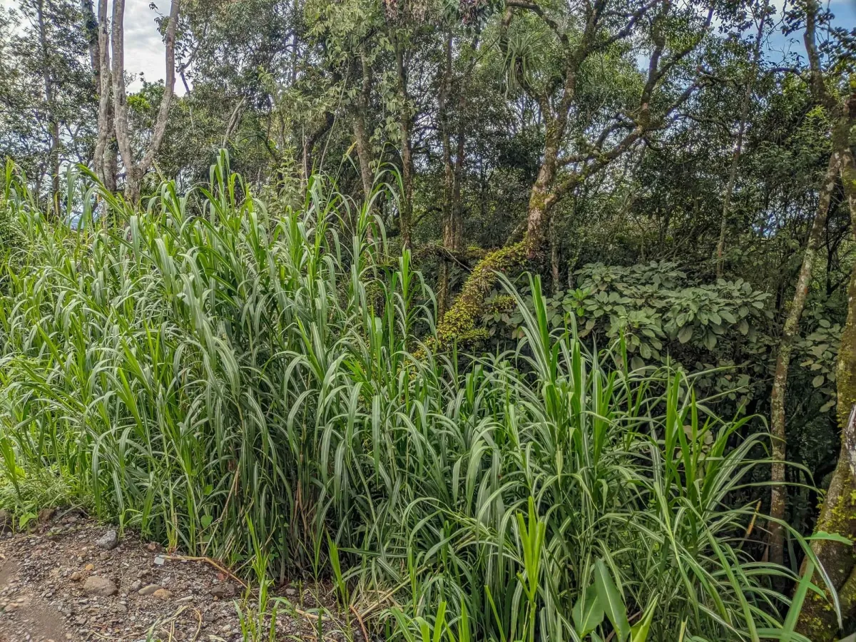 Mountain View Lot for Sale in Volcancito, Boquete
