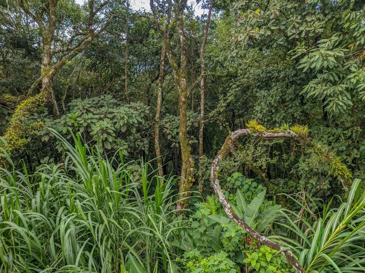 Mountain View Lot for Sale in Volcancito, Boquete
