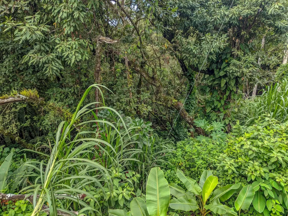 Mountain View Lot for Sale in Volcancito, Boquete