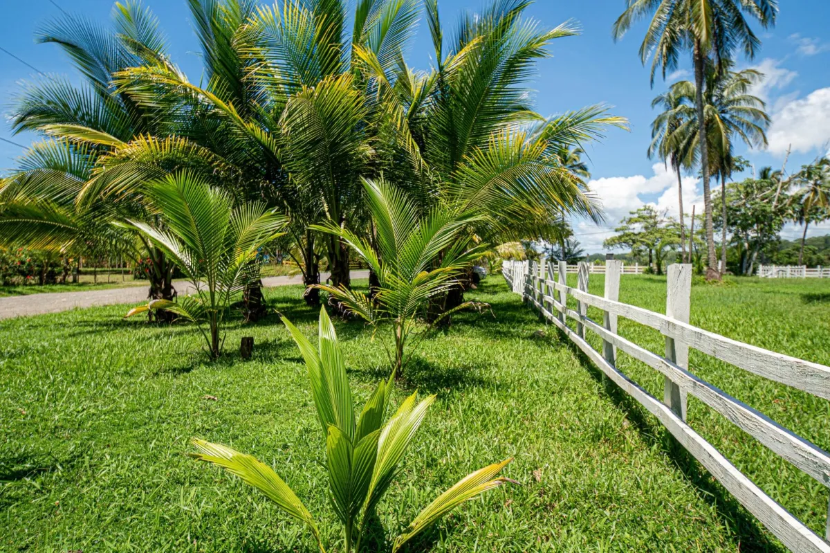 Terreno de primera categoría en Las Lajas, Panamá