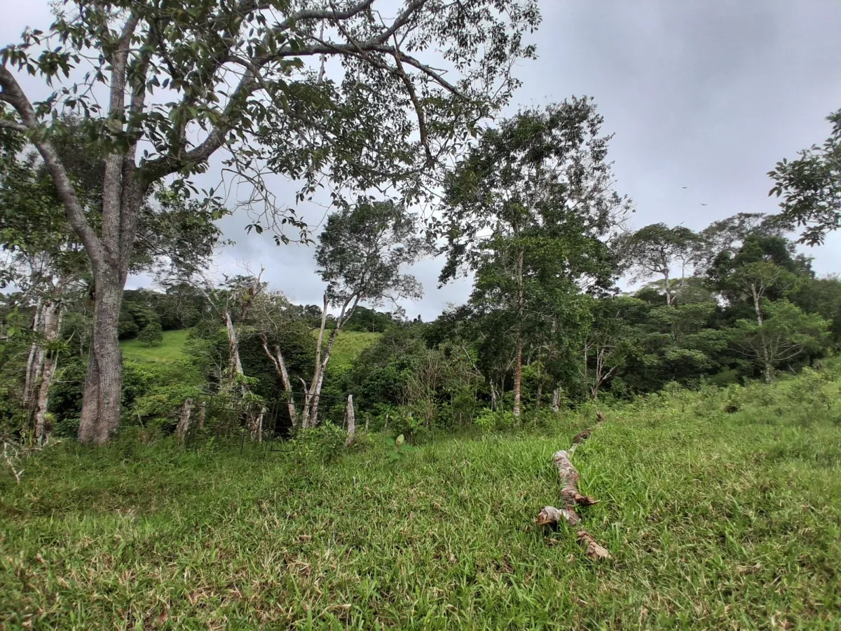 Farm with black soil, pasture, cool climate.