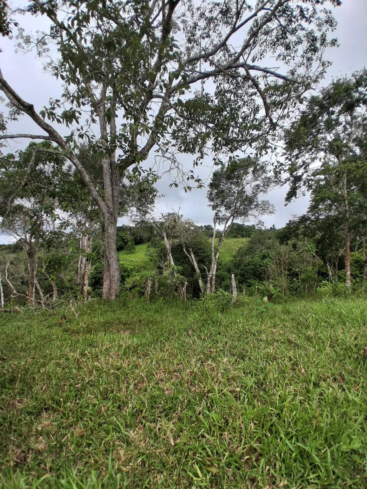 Farm with black soil, pasture, cool climate.