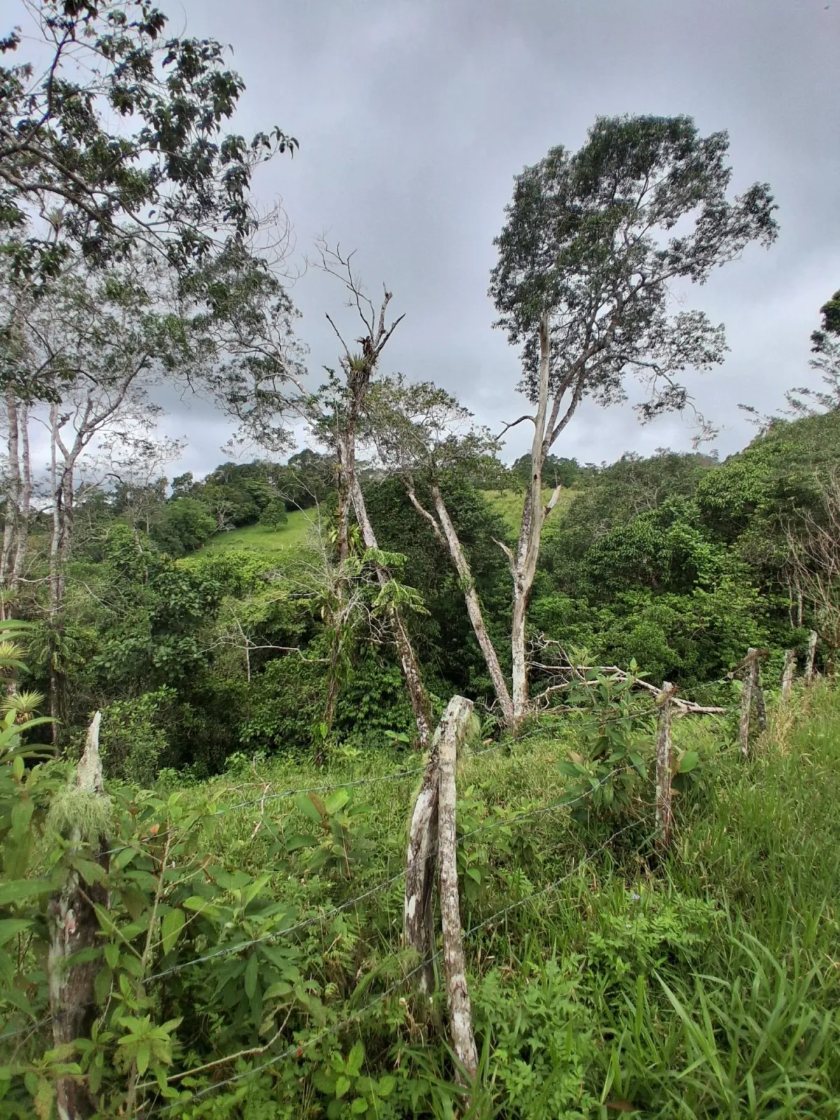 Farm with black soil, pasture, cool climate.