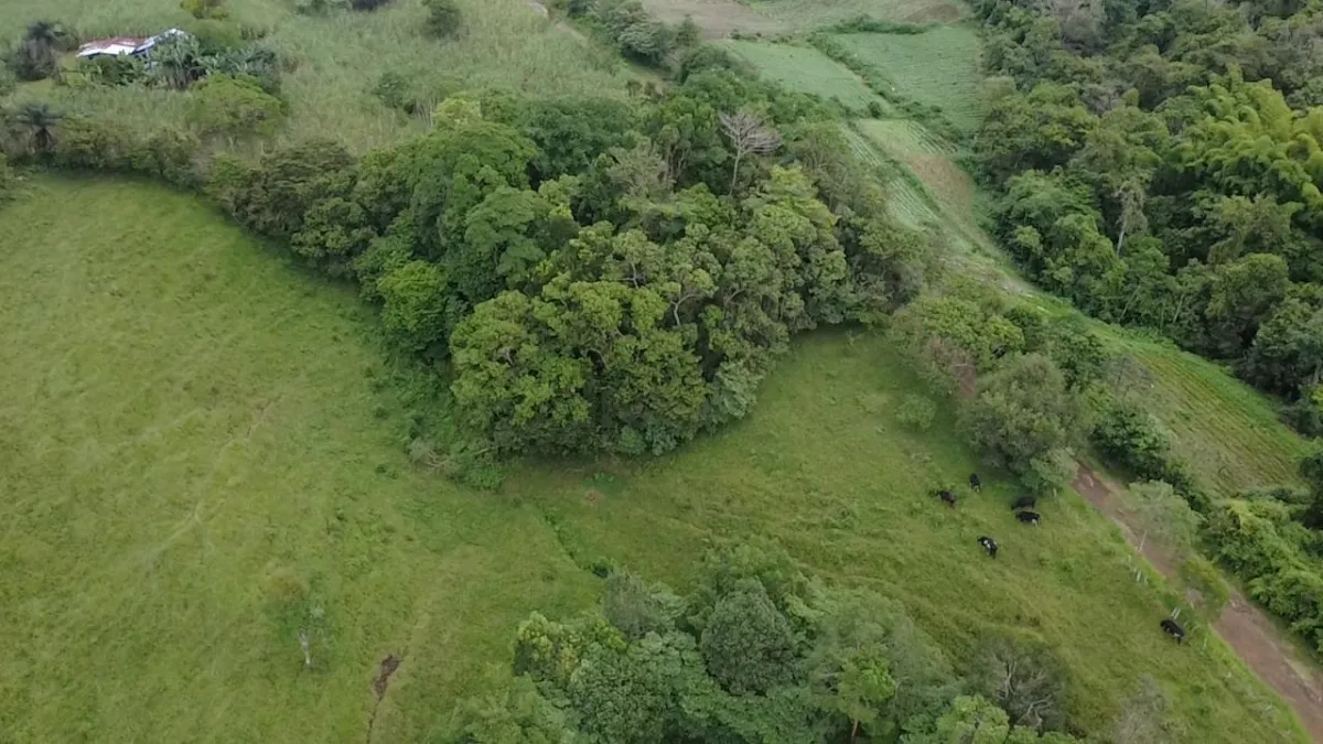 Farm with black soil, pasture, cool climate.