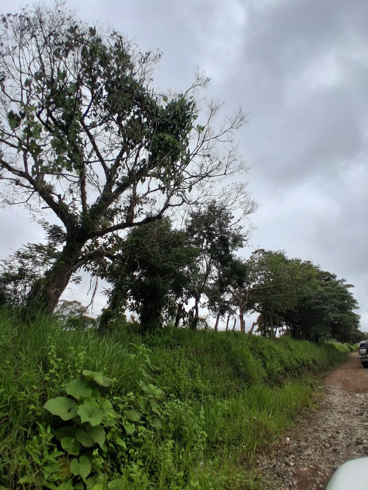 Farm with black soil, pasture, cool climate.