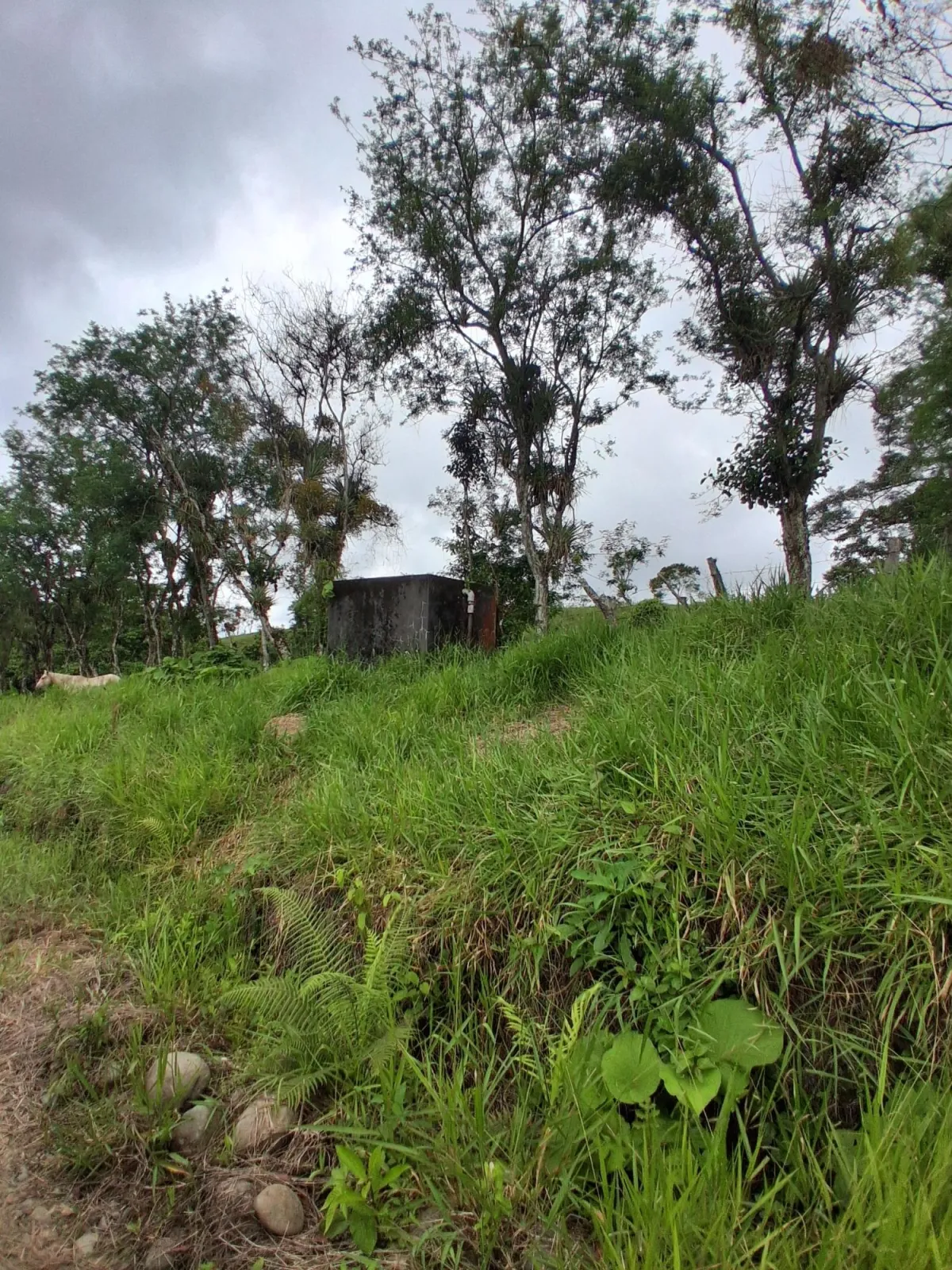 Farm with black soil, pasture, cool climate.