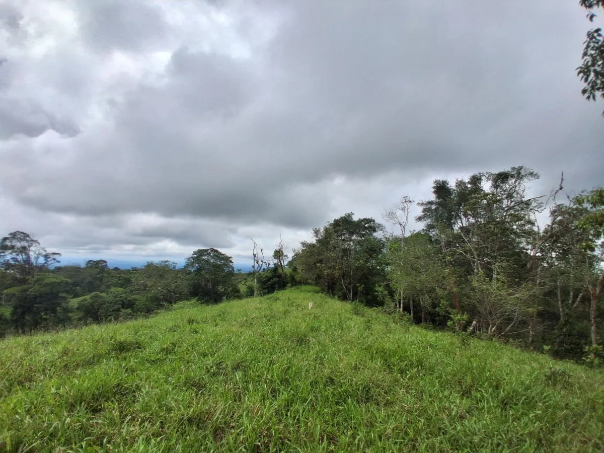 Farm with black soil, pasture, cool climate.
