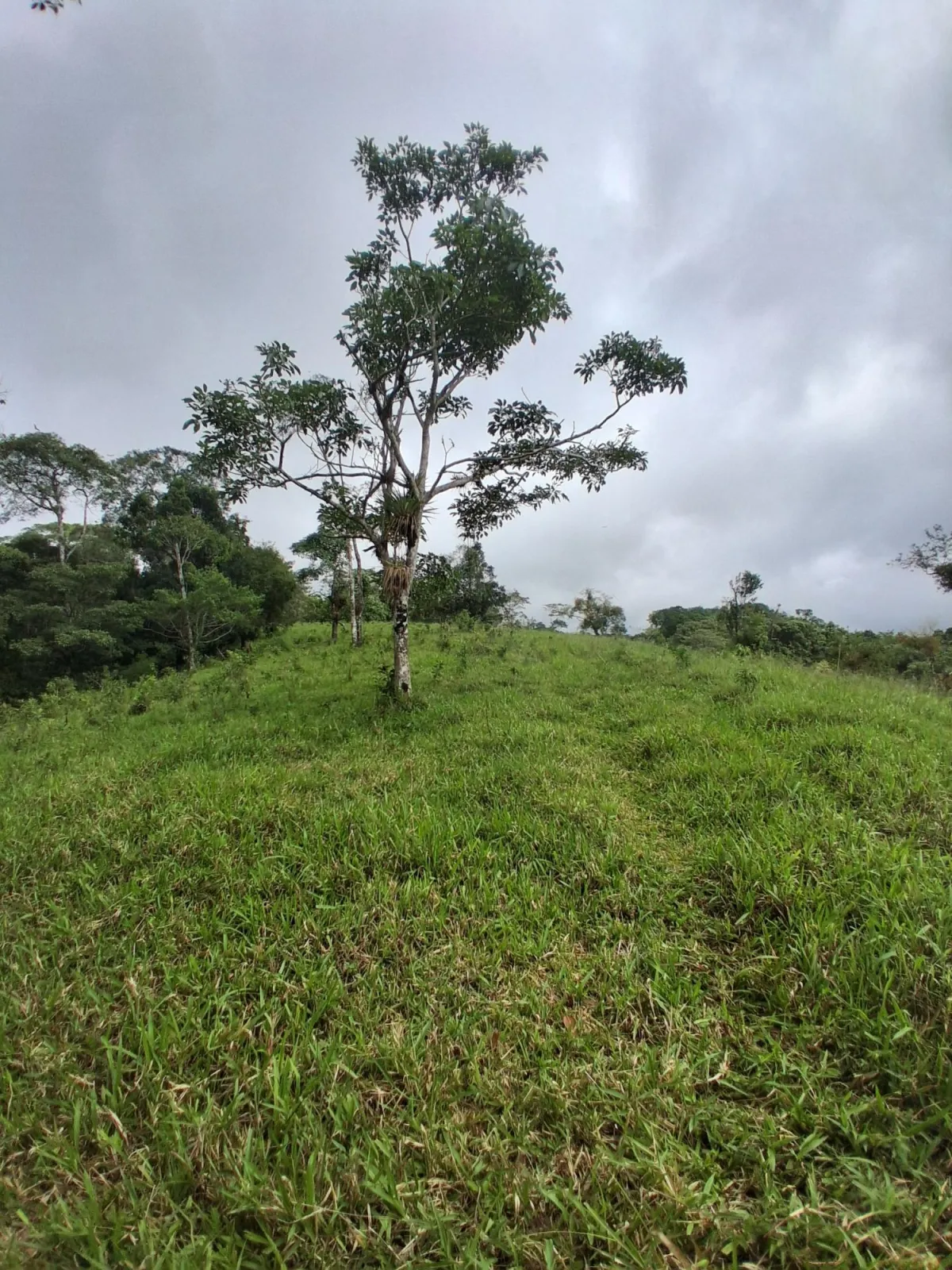 Farm with black soil, pasture, cool climate.
