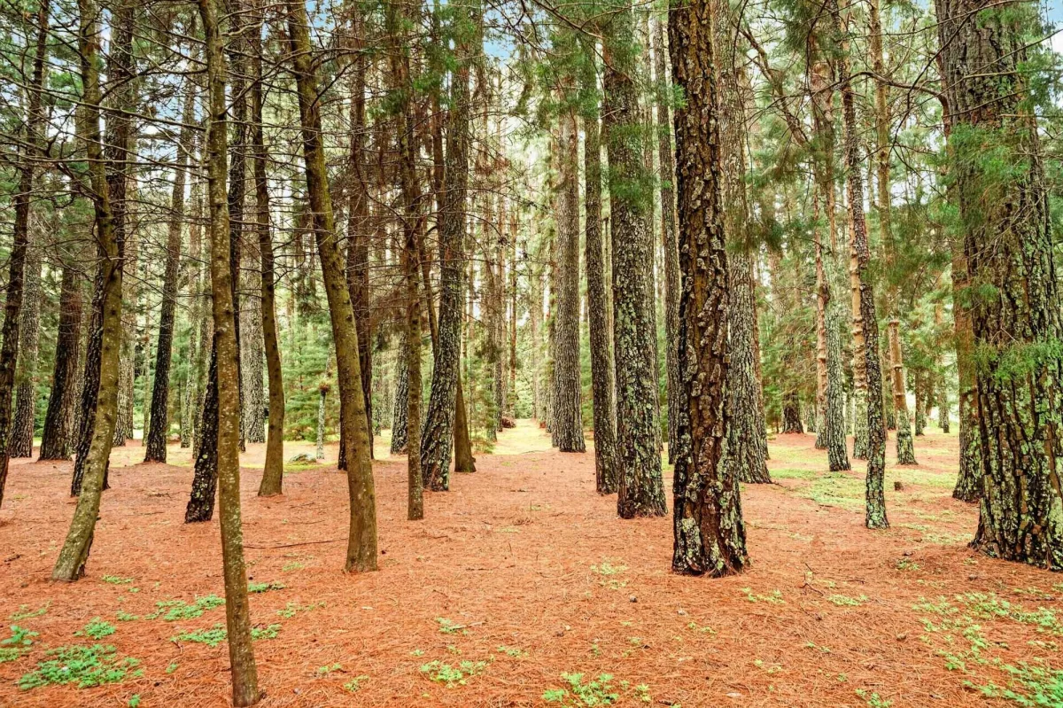 Finca frente al río Bambito en venta | Volcán Panamá