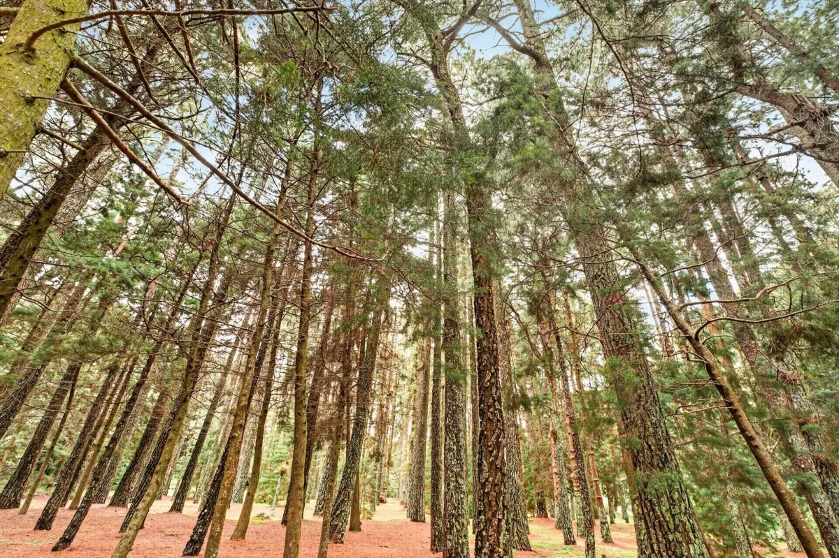 Finca frente al río Bambito en venta | Volcán Panamá