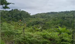 Se Vende Finca en Ciri de Los Sotos Capira Panama