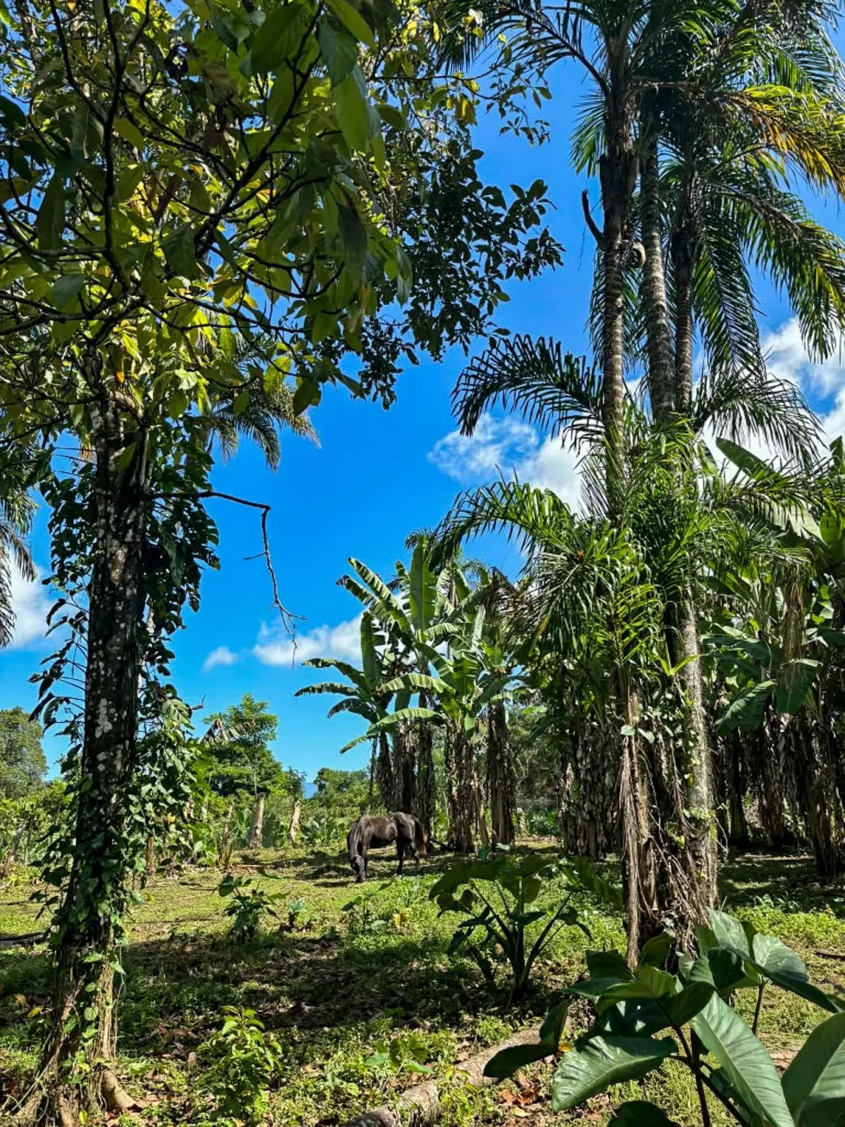 1.89 Acres of Flat Land with House in Renacimiento