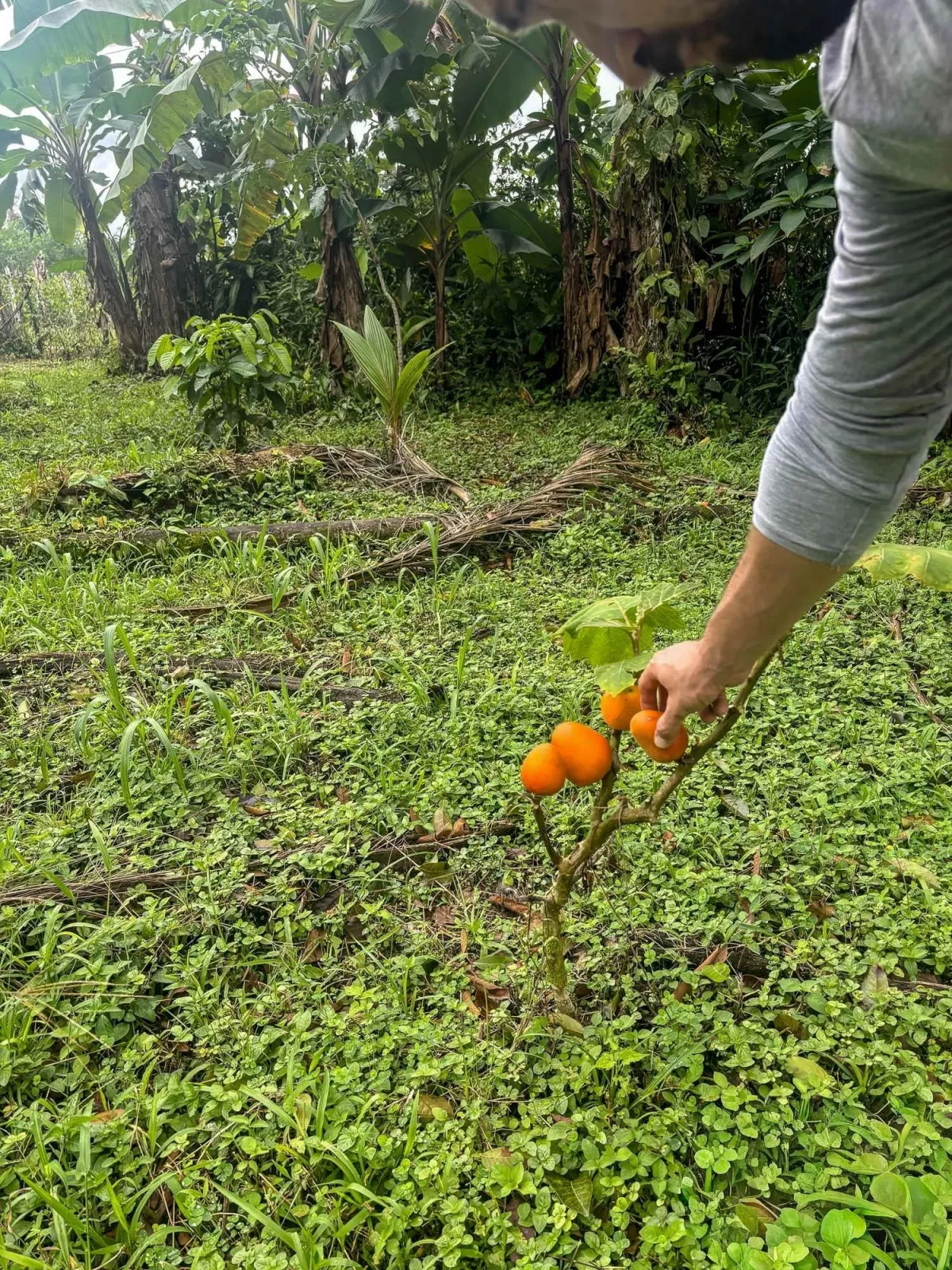 1.89 Acres of Flat Land with House in Renacimiento