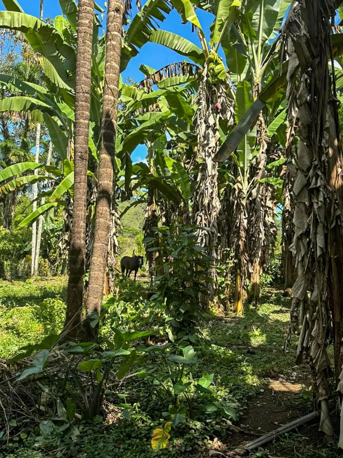 1.89 Acres of Flat Land with House in Renacimiento