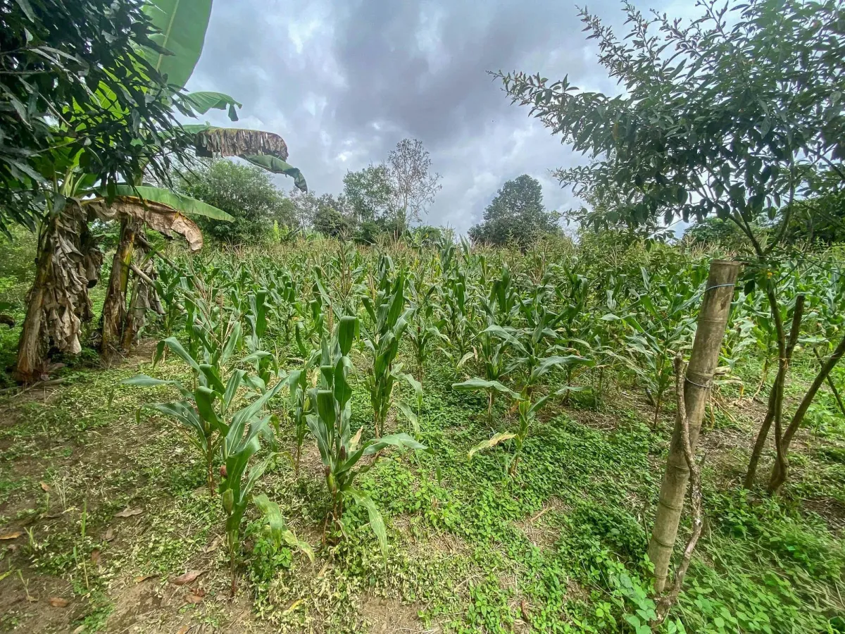 1.89 Acres of Flat Land with House in Renacimiento