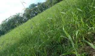 LAND FOR SALE IN BUGABA CHIRIQUI