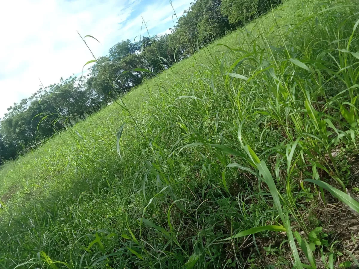 LAND FOR SALE IN BUGABA CHIRIQUI
