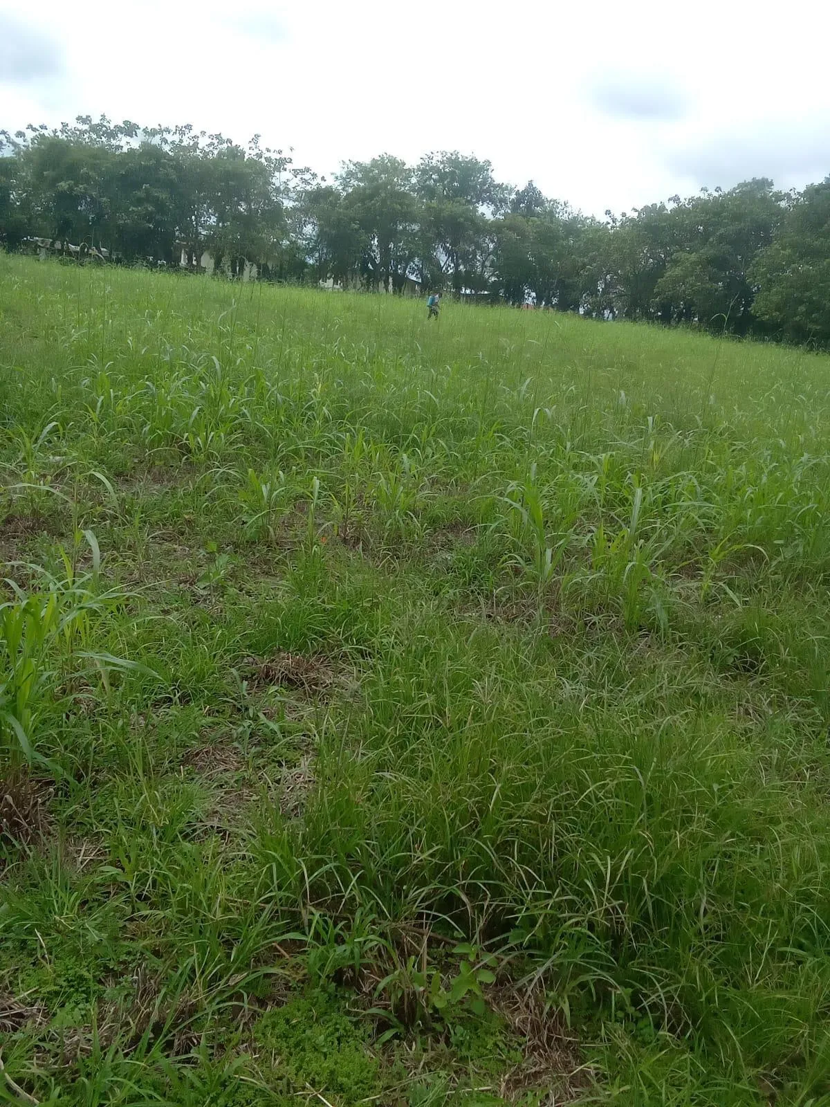 LAND FOR SALE IN BUGABA CHIRIQUI